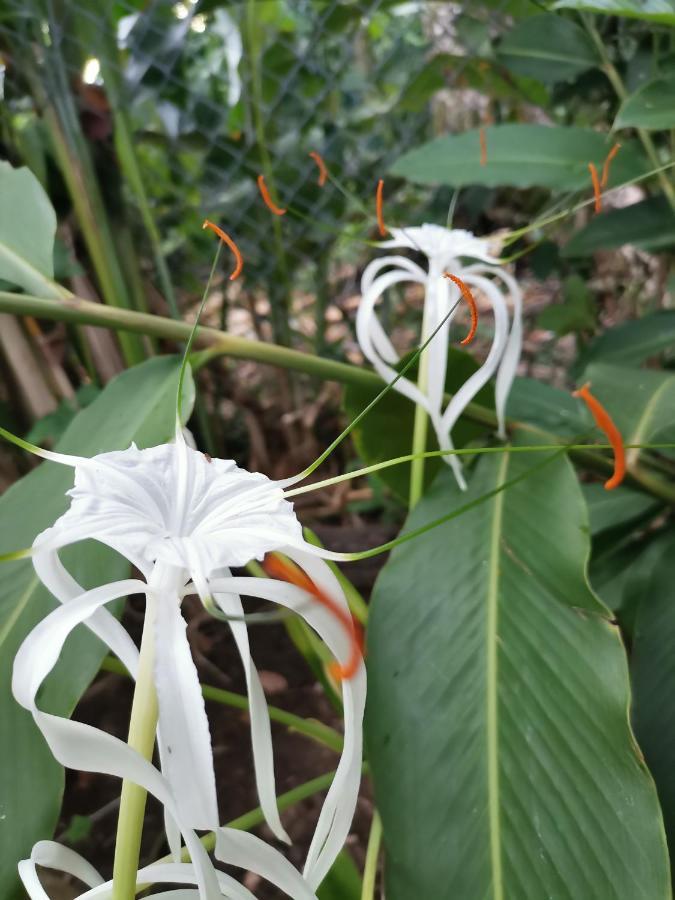 Puerto Viejo de Talamanca Oasis 호스텔 외부 사진